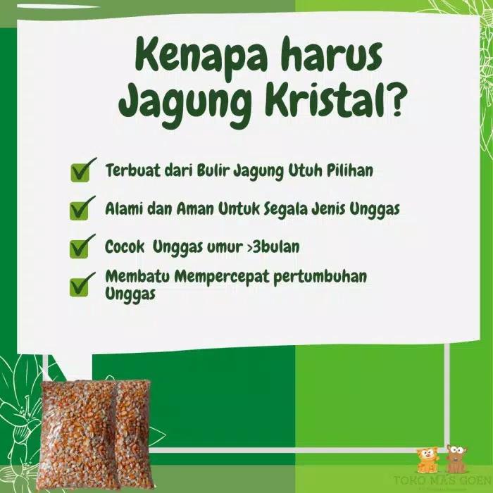 Jagung Kristal Pakan Burung Ayam Merpati Hamster Bebek Jagung Kristal 3
