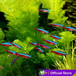 Cardinal Tetra / Ikan Hias Air Tawar / Ikan Hias Aquascape