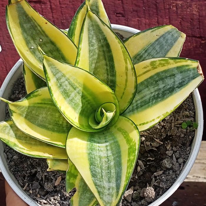 Gambar Lidah Mertua Golden Hahnii (Sarang Burung) dari Belibungayuk Kab. Mandailing Natal Tokopedia