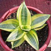 Gambar Lidah Mertua Golden Hahnii (Sarang Burung) dari Belibungayuk Kab. Mandailing Natal 2 Tokopedia