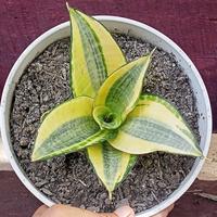 Gambar Lidah Mertua Golden Hahnii (Sarang Burung) dari Belibungayuk Kab. Mandailing Natal 3 Tokopedia