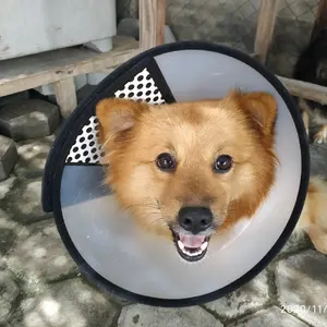 Corong Kalung pelindung luka hewan Elizabeth Collar #2+ Pet Protection Cover