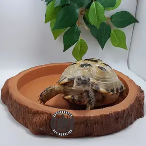 Feeding Dish LARGE WD017C Water Dish Kura Reptil Tempat Minum Makan