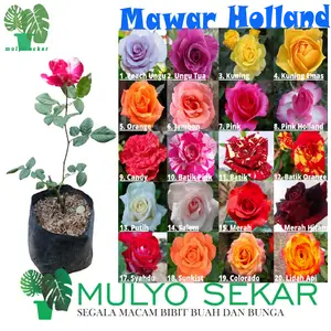 tanaman bibit mawar holland Bunga Pupuk Daun