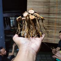 Gambar bonsai aquascape beringin mini ukuran 10x10 cm tanpa buce dari Bojong aquascape Kab. Pekalongan 1 Tokopedia