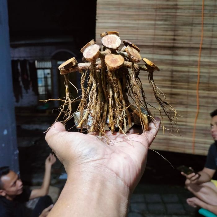 Gambar bonsai aquascape beringin mini ukuran 10x10 cm tanpa buce dari Bojong aquascape Kab. Pekalongan Tokopedia