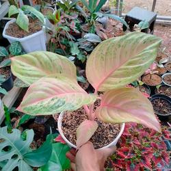 aloe vera plant on sale Aloe Vera Plant for Sale - Delivered to Your Door