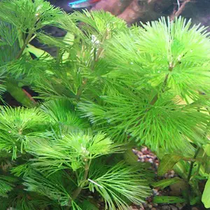 Kabomba green Perbatang Untuk Hiasan Aquarium dan Aquascape