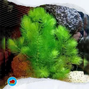 tanaman ganggang air hornwort hiasan aquascape dan aquarium