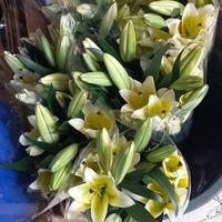 Gambar Casablanca lily fresh. - 7017 Bunga lili asli. Lily fresh kuntum. dari Gaby Bella Florist Kota Administrasi Jakarta Selatan 3 Tokopedia
