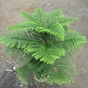 bibit tanaman cemara eleven cantik...bibit cemara norfolk