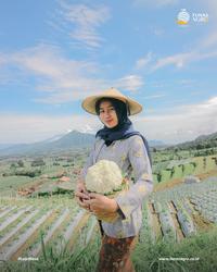Gambar BENIH KUBIS BUNGA BEST-50 F1 Kemasan Urban Farming dari Tunas Agro Persada Kab. Demak 5 Tokopedia