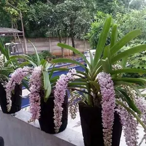 Anggrek retusa/ekor tupey plan junggle