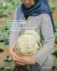 Gambar BENIH KUBIS BUNGA BEST-50 F1 Kemasan Urban Farming dari Tunas Agro Persada Kab. Demak 4 Tokopedia