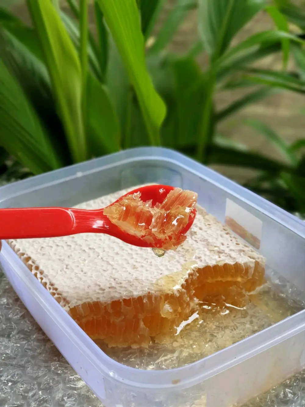 Madu sarang Asli 500gr Honey Comb Honey Bee Madu asli lebah