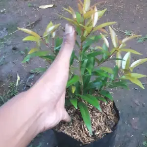 tanaman hias pucuk merah