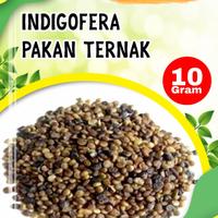 Gambar Benih bibit indigofera pakan ternak high quality 10 gram dari Nada fast benih jaya Kab. Banyumas 3 Tokopedia