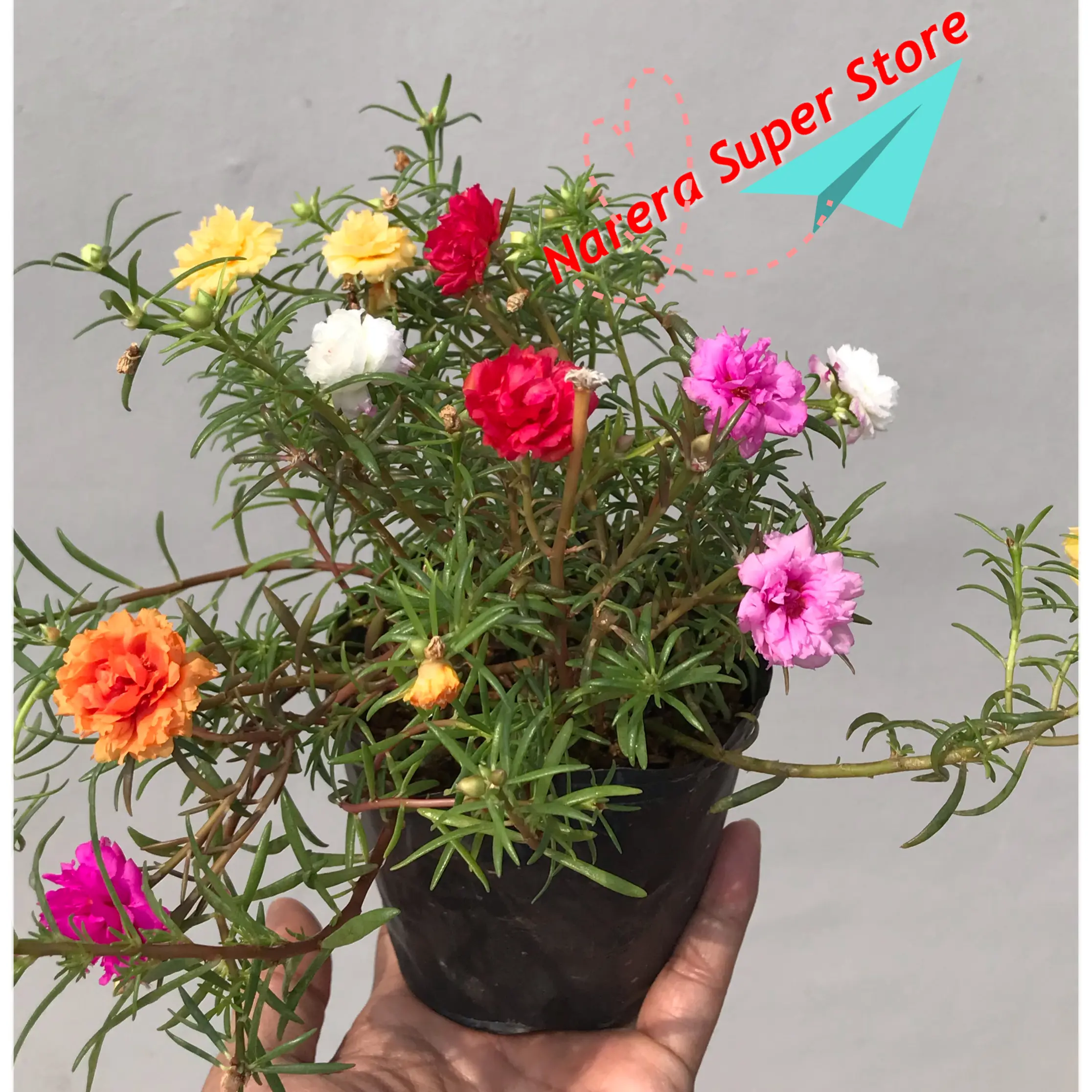 Tanaman Hias Krokot Sutera Bombay Sutra Bombai Moss Rose Bunga Tumpuk