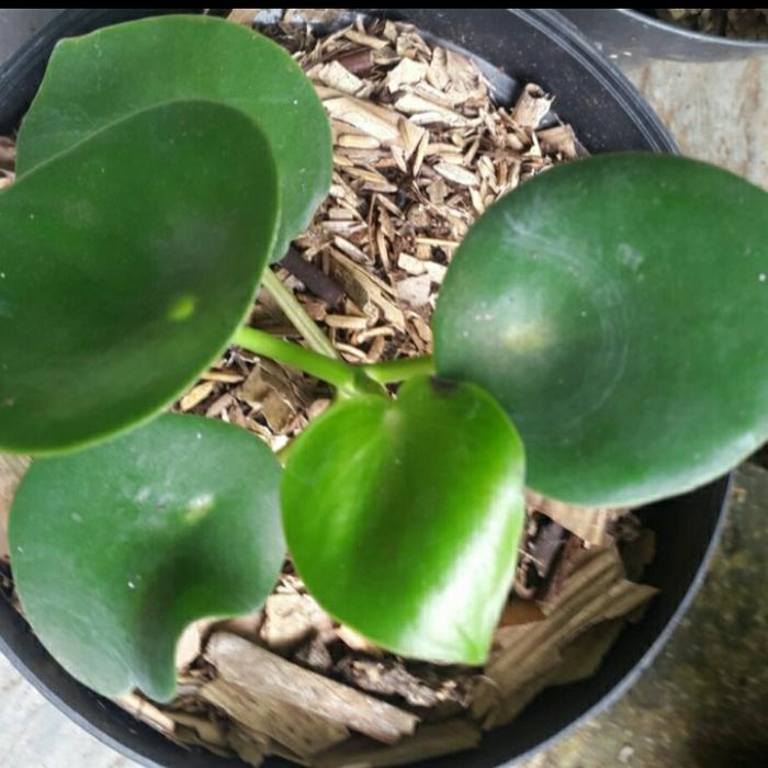 Gambar tanaman hias pilea peperomioides dari nandi taman Kab. Bogor 3 Tokopedia