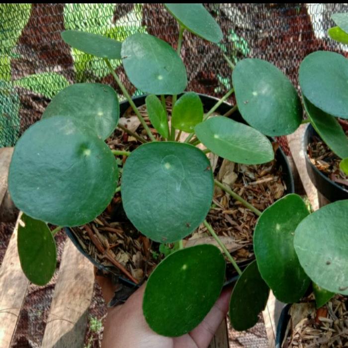 Gambar tanaman hias pilea peperomioides dari nandi taman Kab. Bogor 4 Tokopedia