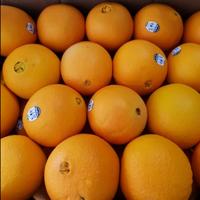 Gambar Jeruk Sunkist Navel 1 Kg-Raja Alpukat dari RAJA ALPUKAT Kota Administrasi Jakarta Timur 4 Tokopedia