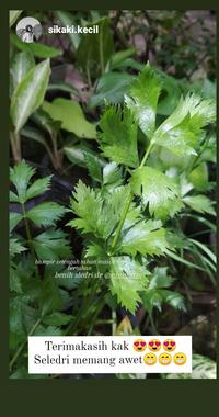 Gambar Benih Seledri Batang 50Seeds dari NINUFARM OFFICIAL Kab. Bantul 3 Tokopedia