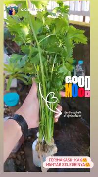 Gambar Benih Seledri Batang 50Seeds dari NINUFARM OFFICIAL Kab. Bantul 4 Tokopedia