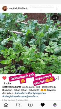 Gambar Benih Seledri Batang 50Seeds dari NINUFARM OFFICIAL Kab. Bantul 5 Tokopedia