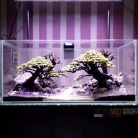 Gambar Aquascape Natural style dari AquaGift Project Kota Tangerang 4 Tokopedia