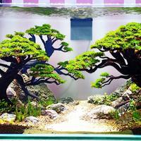 Gambar Aquascape Natural style dari AquaGift Project Kota Tangerang 2 Tokopedia