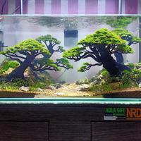 Gambar Aquascape Natural style dari AquaGift Project Kota Tangerang 1 Tokopedia