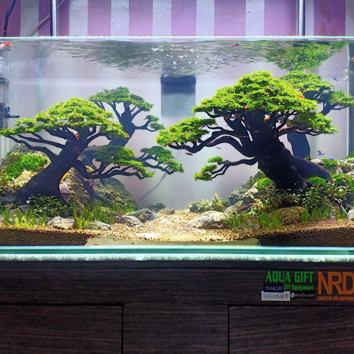 Gambar Aquascape Natural style dari AquaGift Project Kota Tangerang Tokopedia
