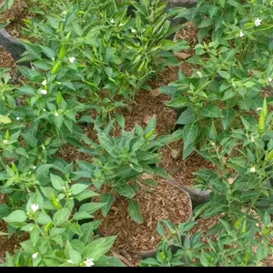 Pohon Cabe Rawit Tinggi 20-25cm