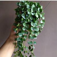 Gambar Hoya Curtsi dari Belibungayuk Kab. Mandailing Natal 2 Tokopedia