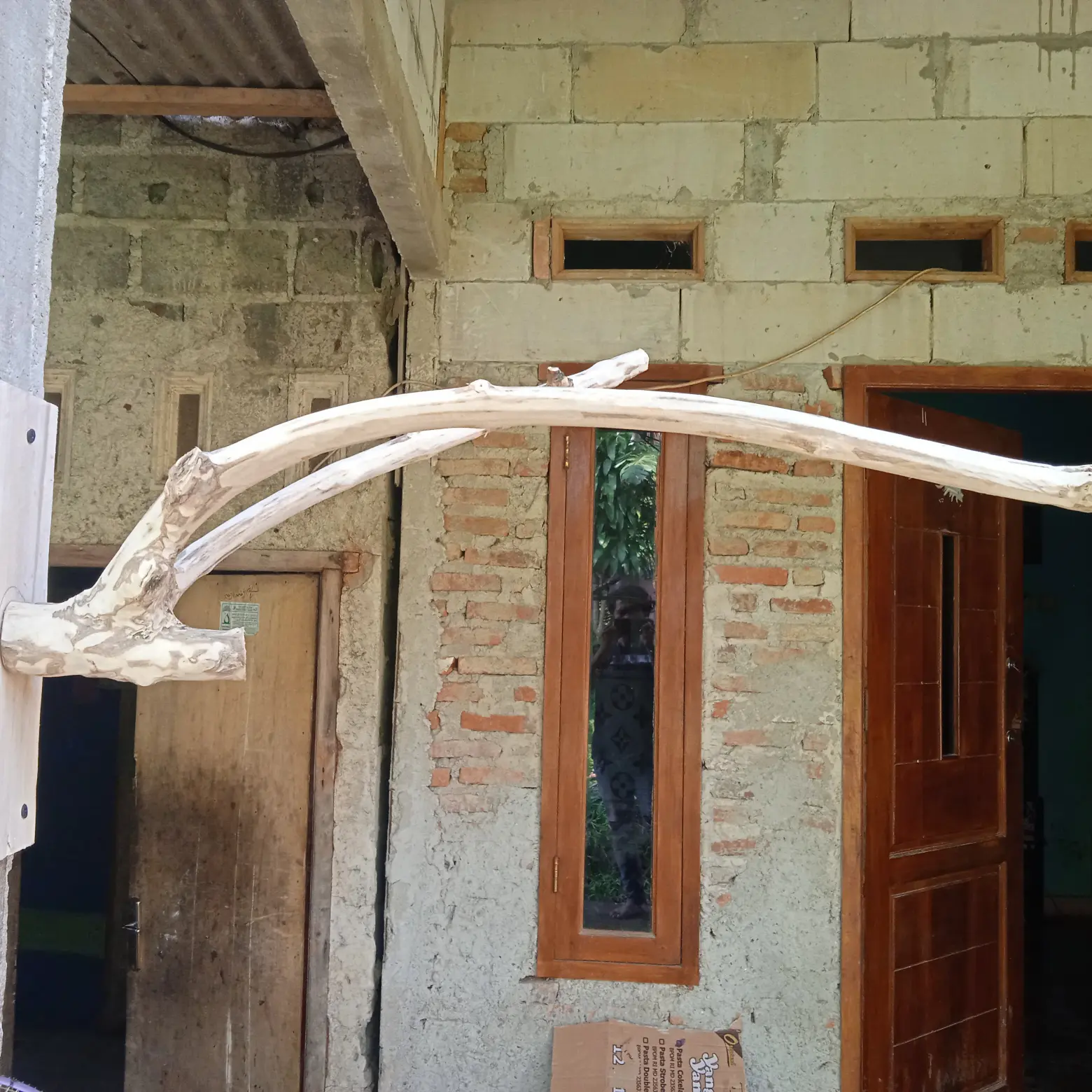 Tangkringan tempel dinding untuk parot. parkit.iguana