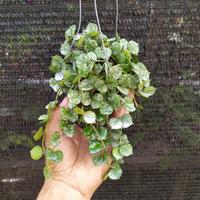 Gambar Hoya Curtsi dari Belibungayuk Kab. Mandailing Natal 3 Tokopedia