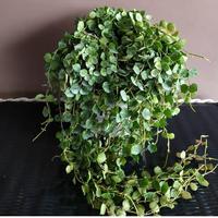 Gambar Hoya Curtsi dari Belibungayuk Kab. Mandailing Natal 1 Tokopedia