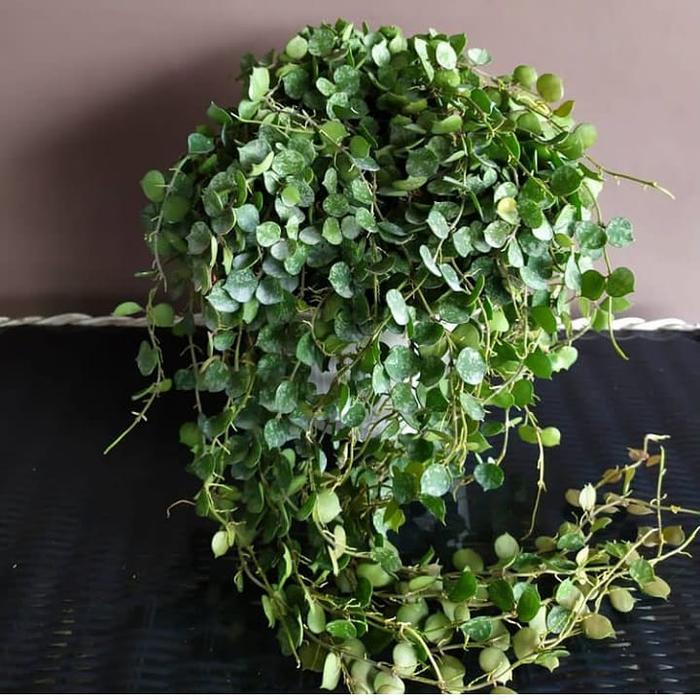 Gambar Hoya Curtsi dari Belibungayuk Kab. Mandailing Natal Tokopedia