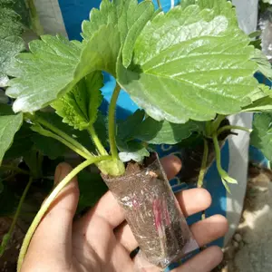 Bibit Strawberry Mencir Berkualitas SIAP TANAM