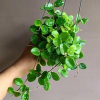 Gambar Hoya Mathilde dari Belibungayuk Kab. Mandailing Natal 2 Tokopedia