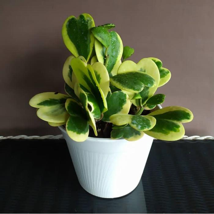 Gambar Bunga Kerii Albo Marginata dari Belibungayuk Kab. Mandailing Natal Tokopedia