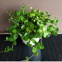 Gambar Hoya Mathilde dari Belibungayuk Kab. Mandailing Natal 1 Tokopedia