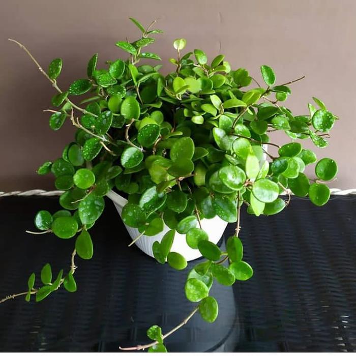 Gambar Hoya Mathilde dari Belibungayuk Kab. Mandailing Natal Tokopedia