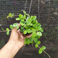 Gambar Hoya Mathilde dari Belibungayuk Kab. Mandailing Natal 3 Tokopedia