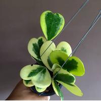 Gambar Bunga Kerii Albo Marginata dari Belibungayuk Kab. Mandailing Natal 2 Tokopedia