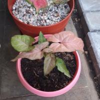 Gambar Tanaman Hias Syngonium Pink Allusion dari Sumber Berkah Pot Kota Tangerang Selatan 1 Tokopedia