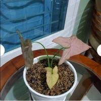 Gambar Tanaman Hias Syngonium Pink Allusion dari Sumber Berkah Pot Kota Tangerang Selatan 2 Tokopedia