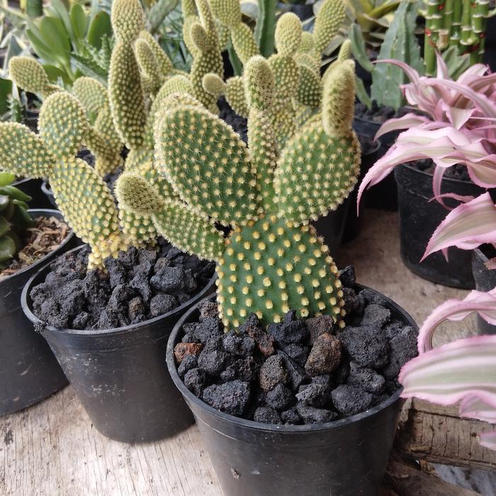 Gambar tanaman hias caktus mykimous dari podo joyo group Kota Administrasi Jakarta Timur Tokopedia