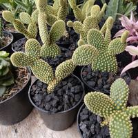 Gambar tanaman hias caktus mykimous dari podo joyo group Kota Administrasi Jakarta Timur 3 Tokopedia