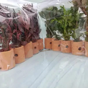 paket HEM 10 pot 10jenis tanaman hiasan akuarium